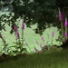 Wild Foxgloves by shepherdmanswife