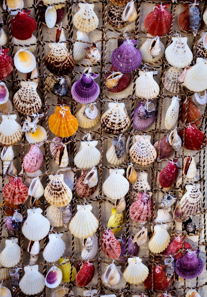 Shells by swillinbillyflynn