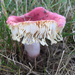Mushrooom Fringe by loweygrace