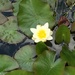 Day 15- water lily in the pond  by ceilteach_kitten