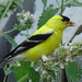 American Goldfinch by annepann
