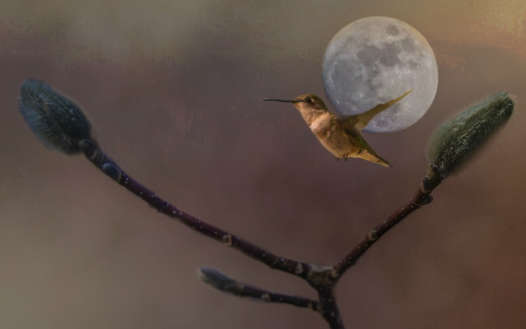 Hummingbird Dreams v3 by taffy