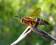 21st Jul 2016 - Cicada Wasp