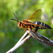 Cicada Wasp by daisymiller