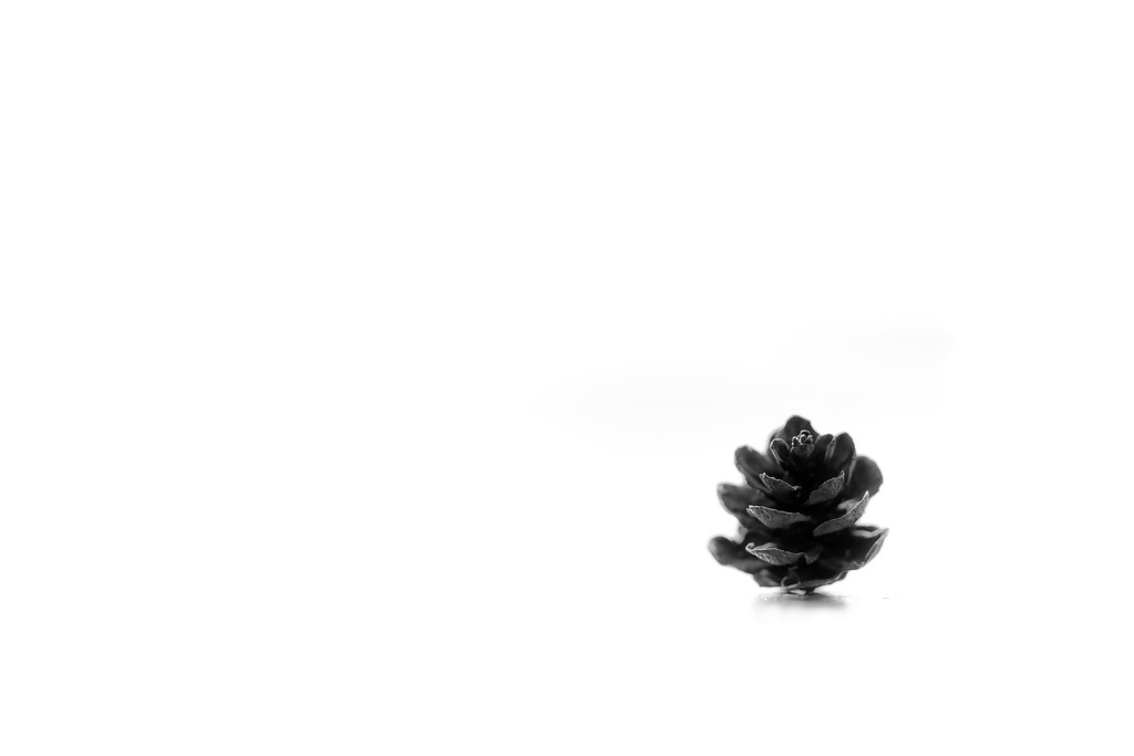pinecone by northy