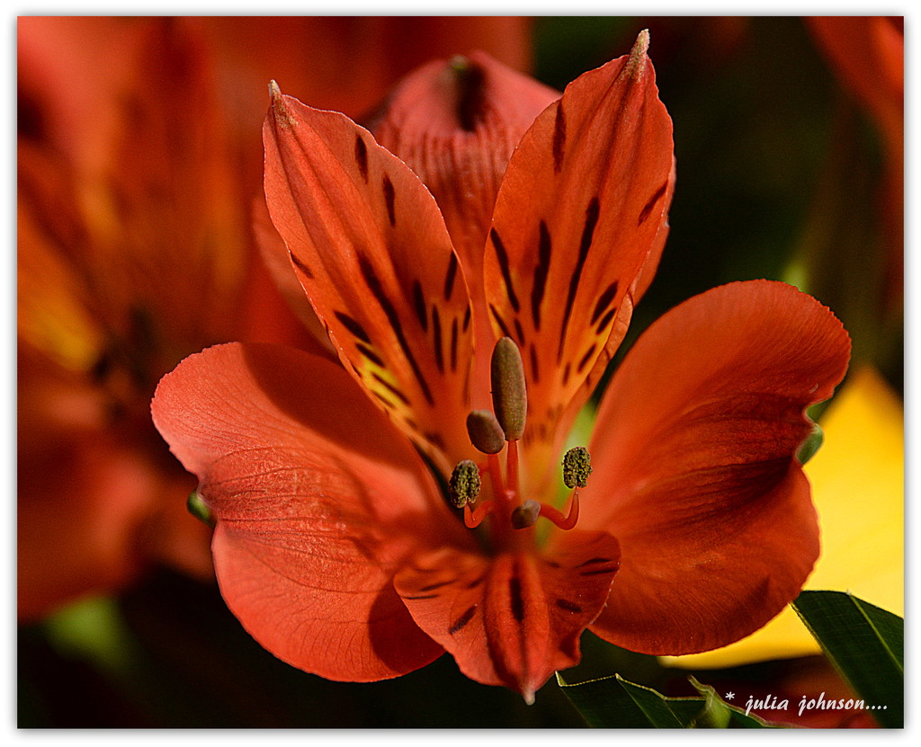 Alstromeria... Peruvian Lily by julzmaioro