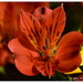 Alstromeria... Peruvian Lily by julzmaioro