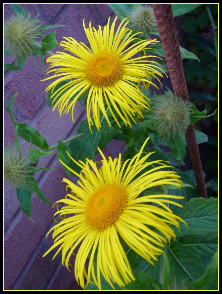 Yellow daisy  by beryl