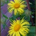 Yellow daisy  by beryl
