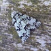 Moths of Brittany 3 Scarce Merveille du Jour by steveandkerry