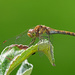 Common Darter by philhendry