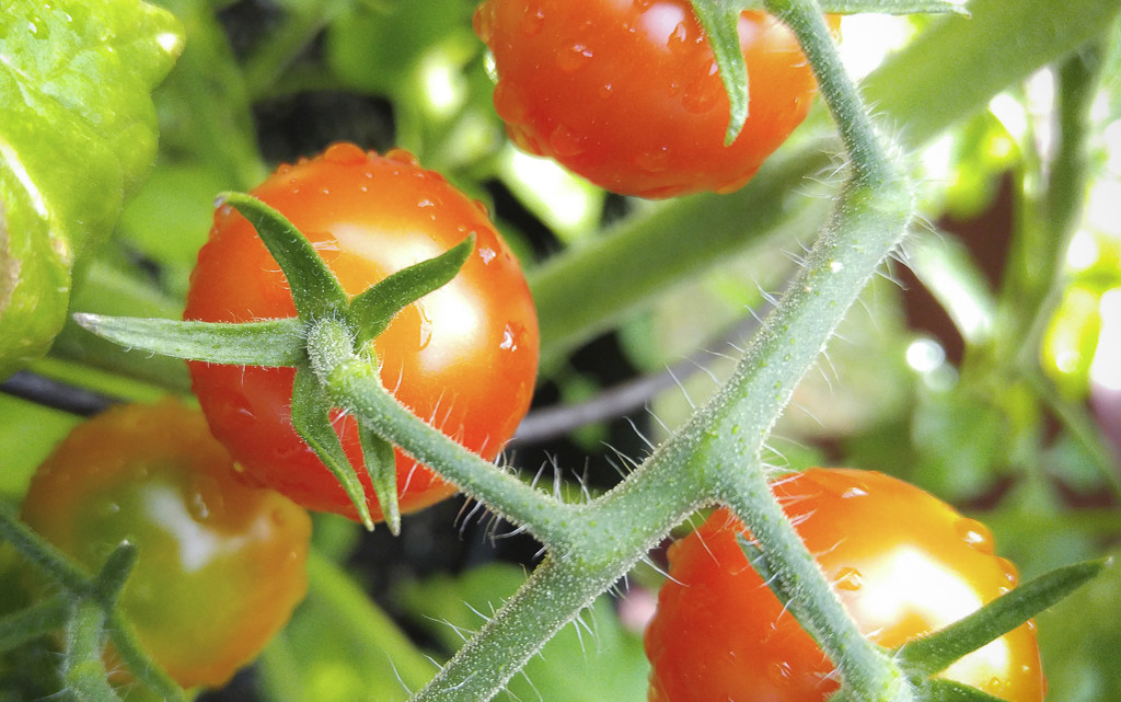 Almost Ready Tomatoes by houser934