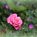 Rose of Beauty by rosiekind