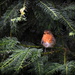 Little robin redbreast by rosiekind