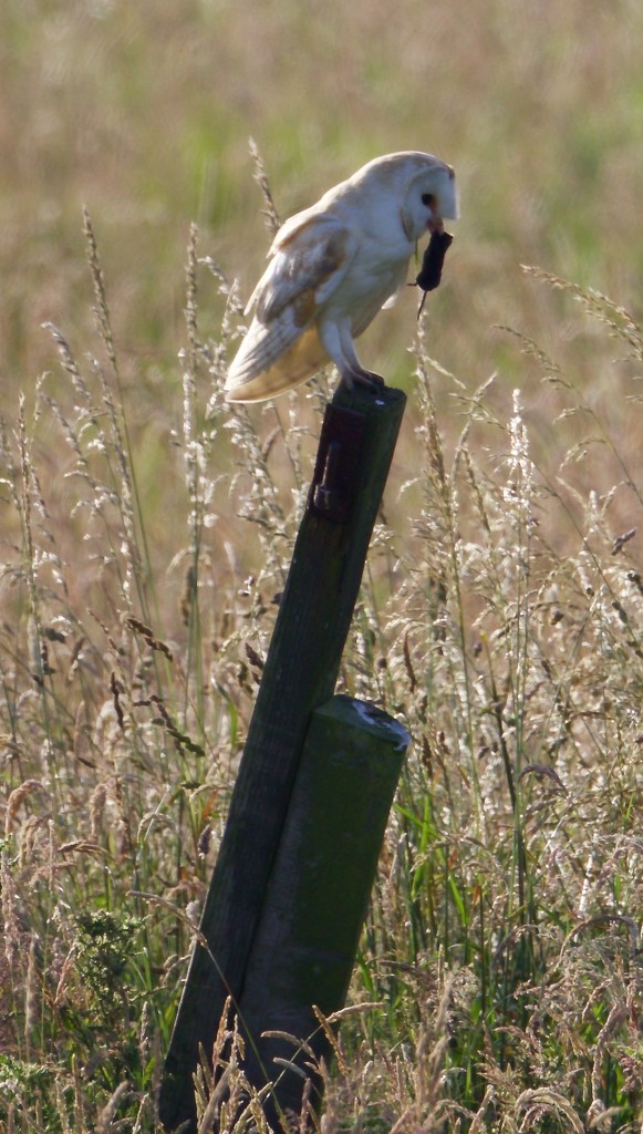 Barn Owl-successful hunt by padlock