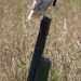 Barn Owl-successful hunt by padlock