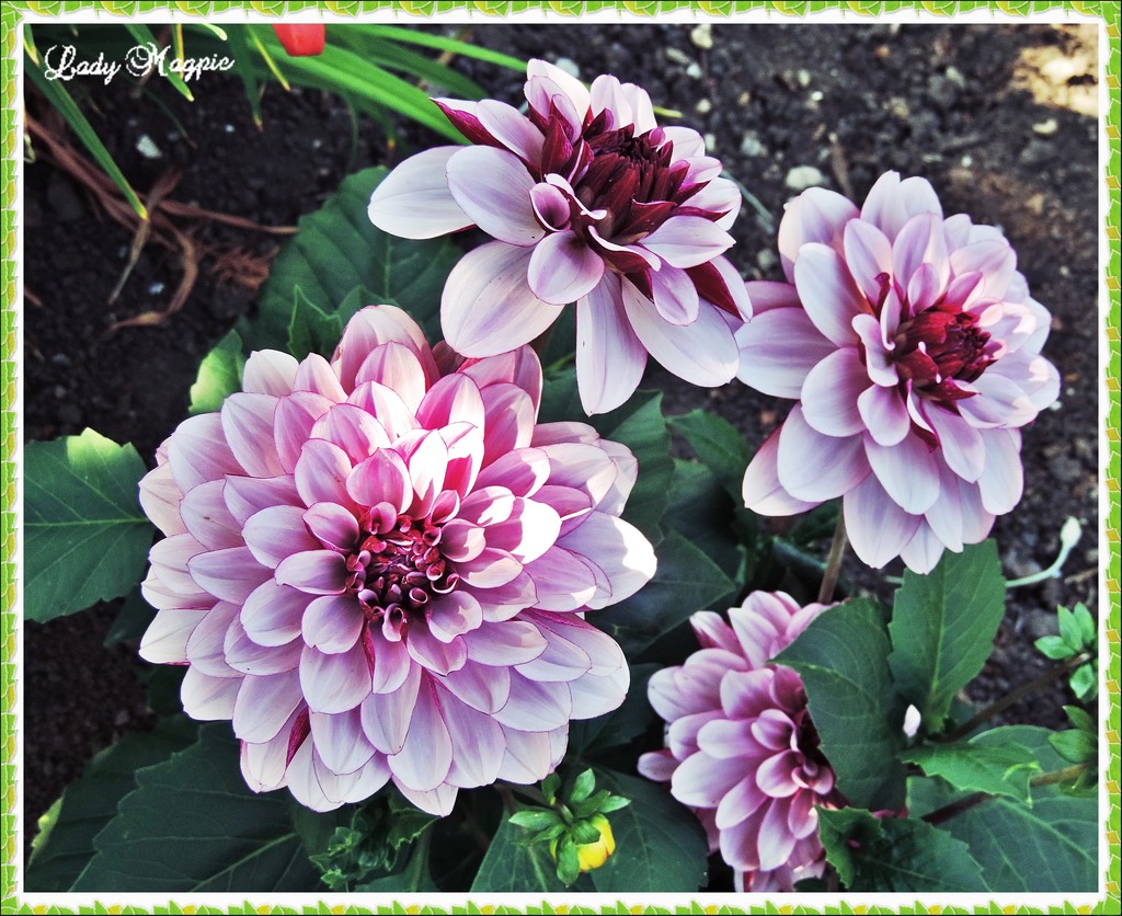 Double Coloured Dahlia by ladymagpie