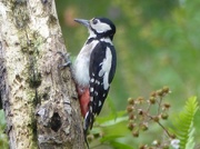 20th Jul 2016 -  Woodpecker (female)