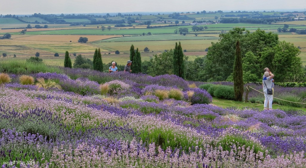 Yorkshire Lavender by craftymeg