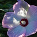 Hibiscus by daisymiller