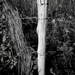 Project 52: Week 30 - Fence Post and Padlock... by vignouse