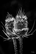 20th Jul 2016 - Black & White Teasel