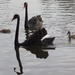 Swan lake by sugarmuser