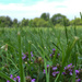 Weeds in the field by loweygrace