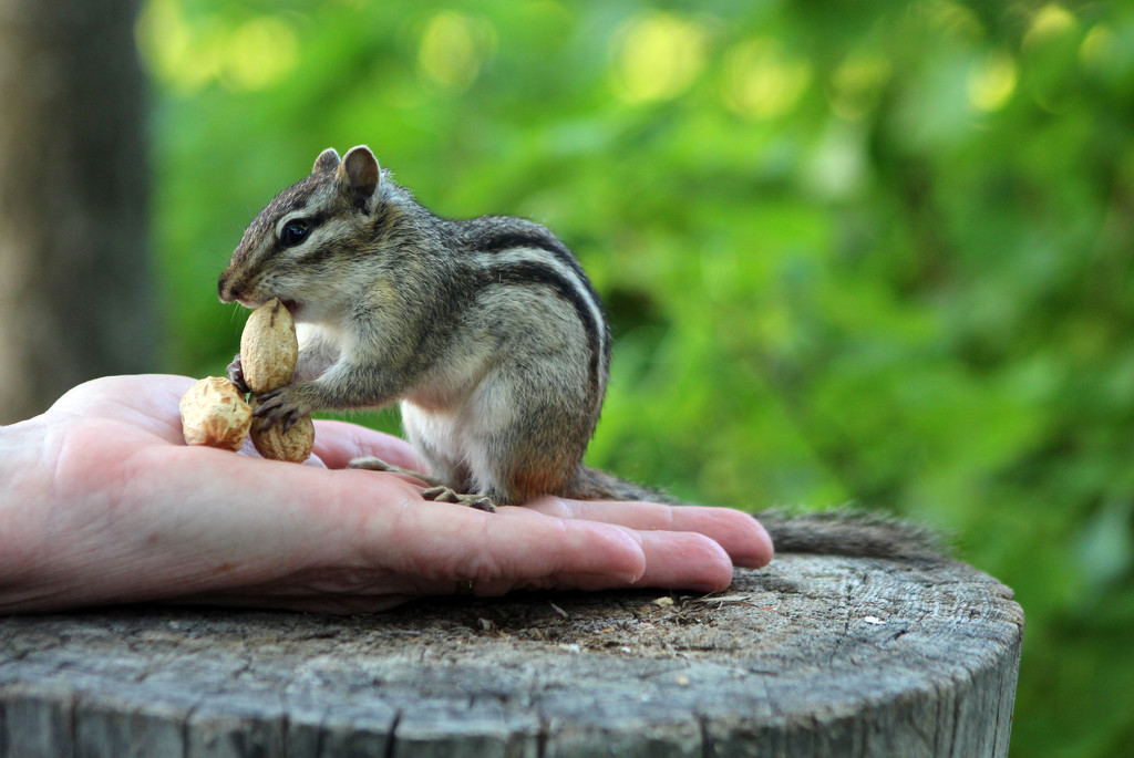 Handing Out Peanuts by gaylewood