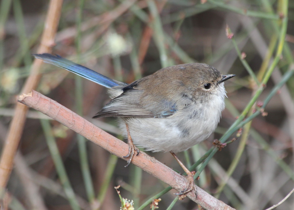 Always happy to find blue wrens by gilbertwood