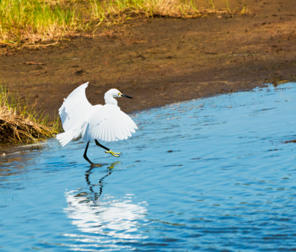 High Stepping Egret by shesnapped