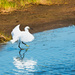 High Stepping Egret by shesnapped