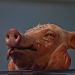 This little piggy went to market ... by edpartridge