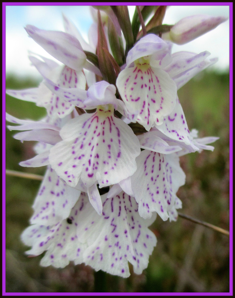 common spotted orchid by jmj
