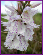 23rd Jul 2016 - common spotted orchid
