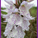 common spotted orchid by jmj