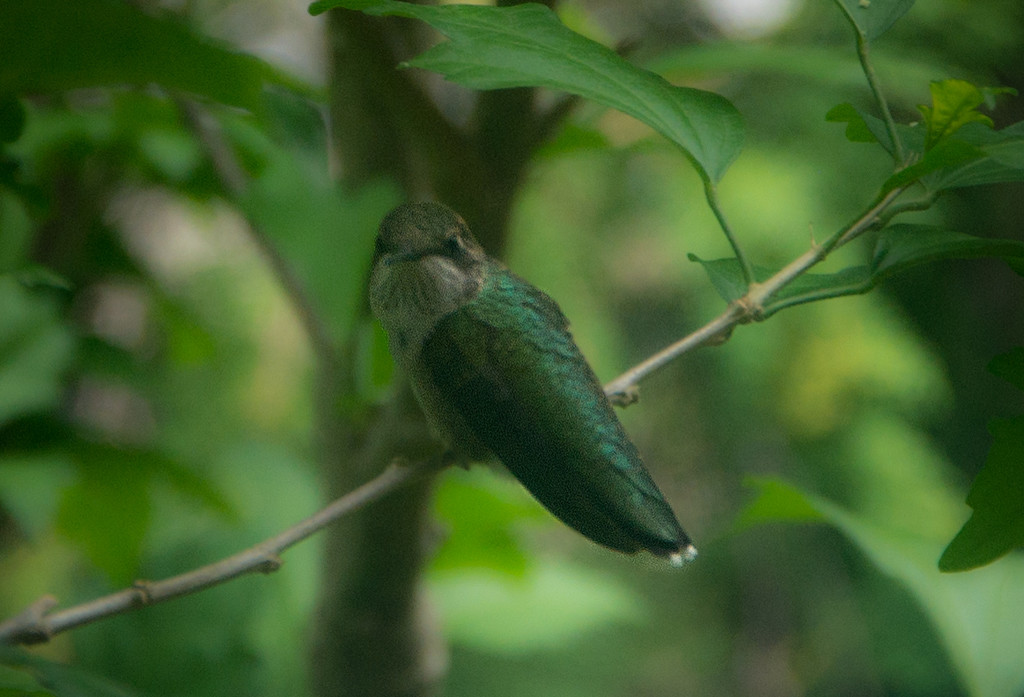 Hummingbird by houser934