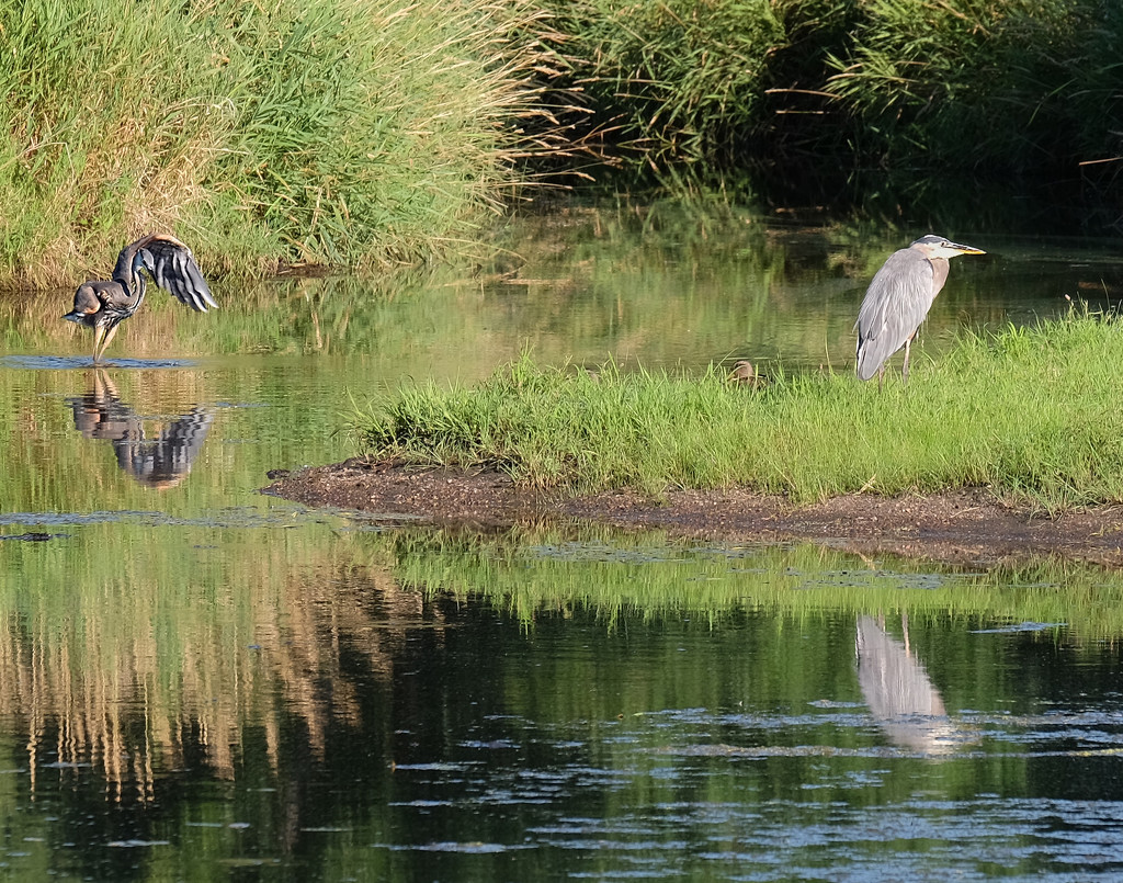 Two Herons by tosee
