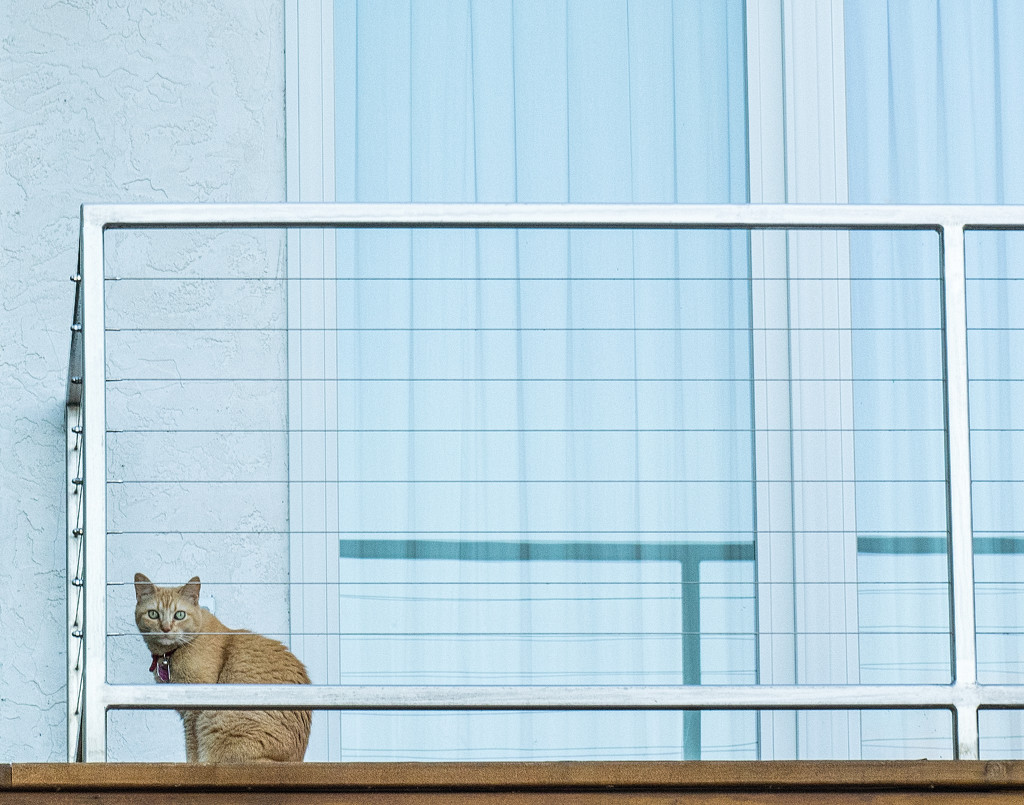Cat on the Balcony  by tosee