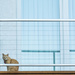 Cat on the Balcony  by tosee
