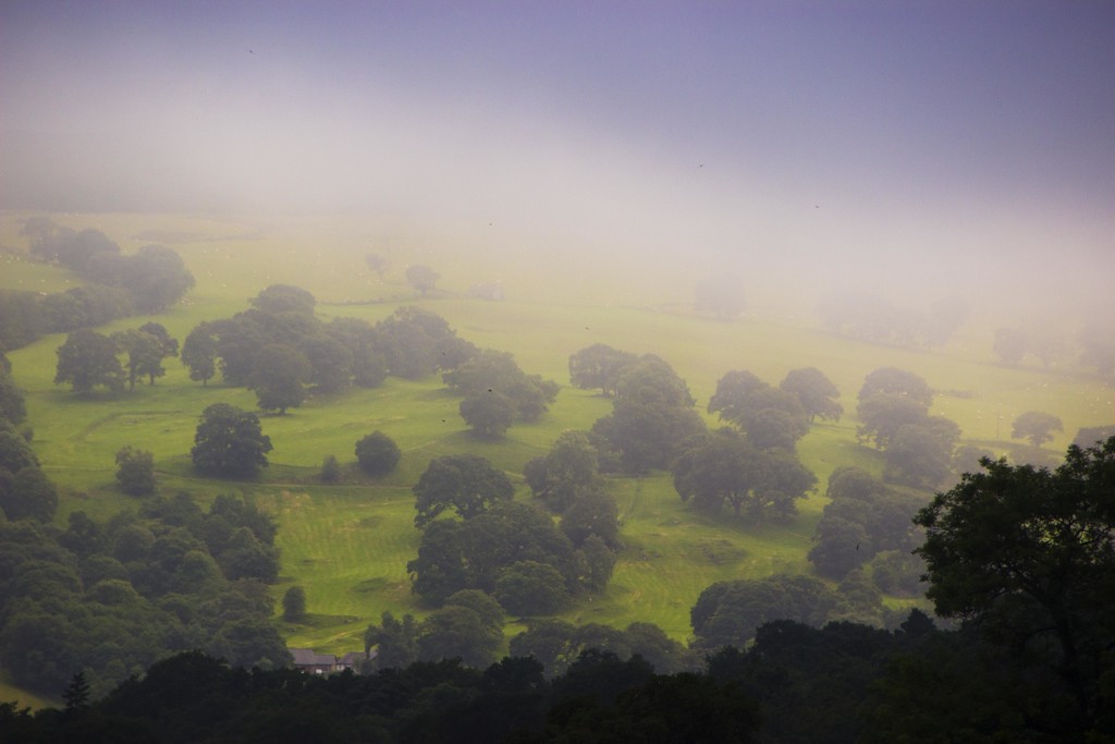 Fog by shepherdman