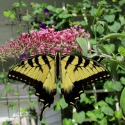 23rd Jul 2016 - Swallowtail Butterfly 