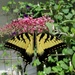 Swallowtail Butterfly  by tunia