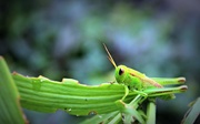 16th Jul 2016 - little green friend