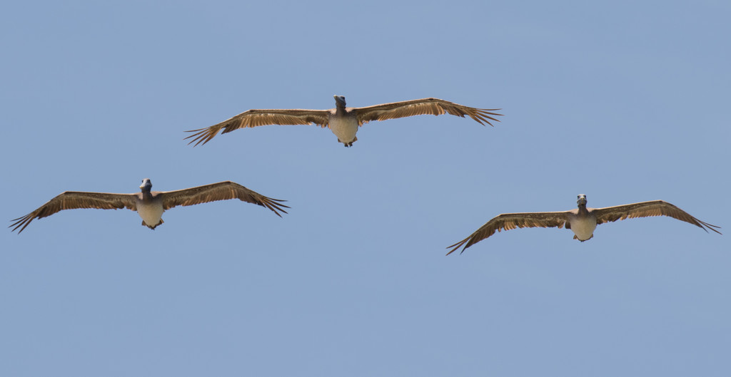 Pelican's in Formation! by rickster549