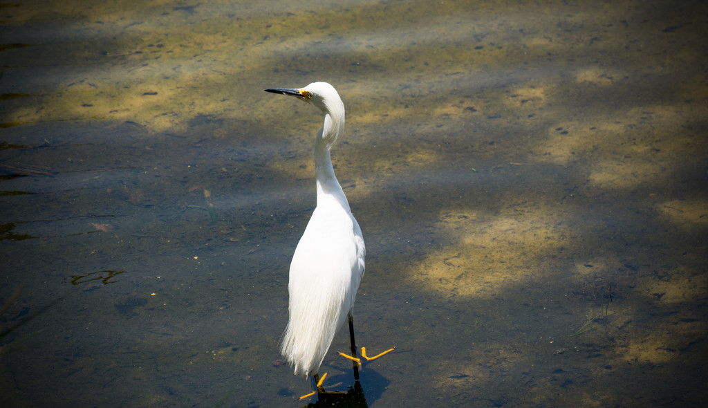 Snowy Egret and Clown Feet! by rickster549