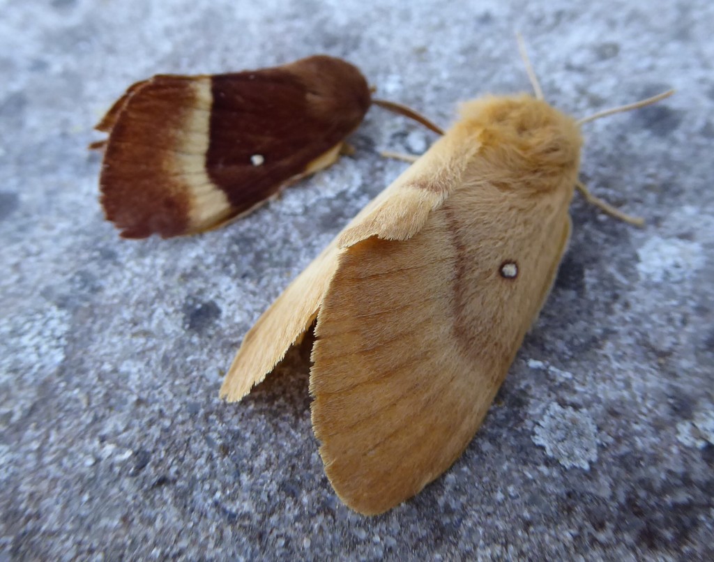 Moths of Brittany 4 Oak Eggar by steveandkerry