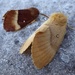 Moths of Brittany 4 Oak Eggar by steveandkerry