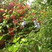 More shrubs by chimfa