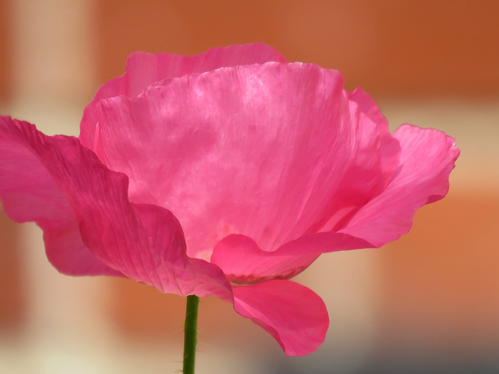 Pink Poppy by seattlite